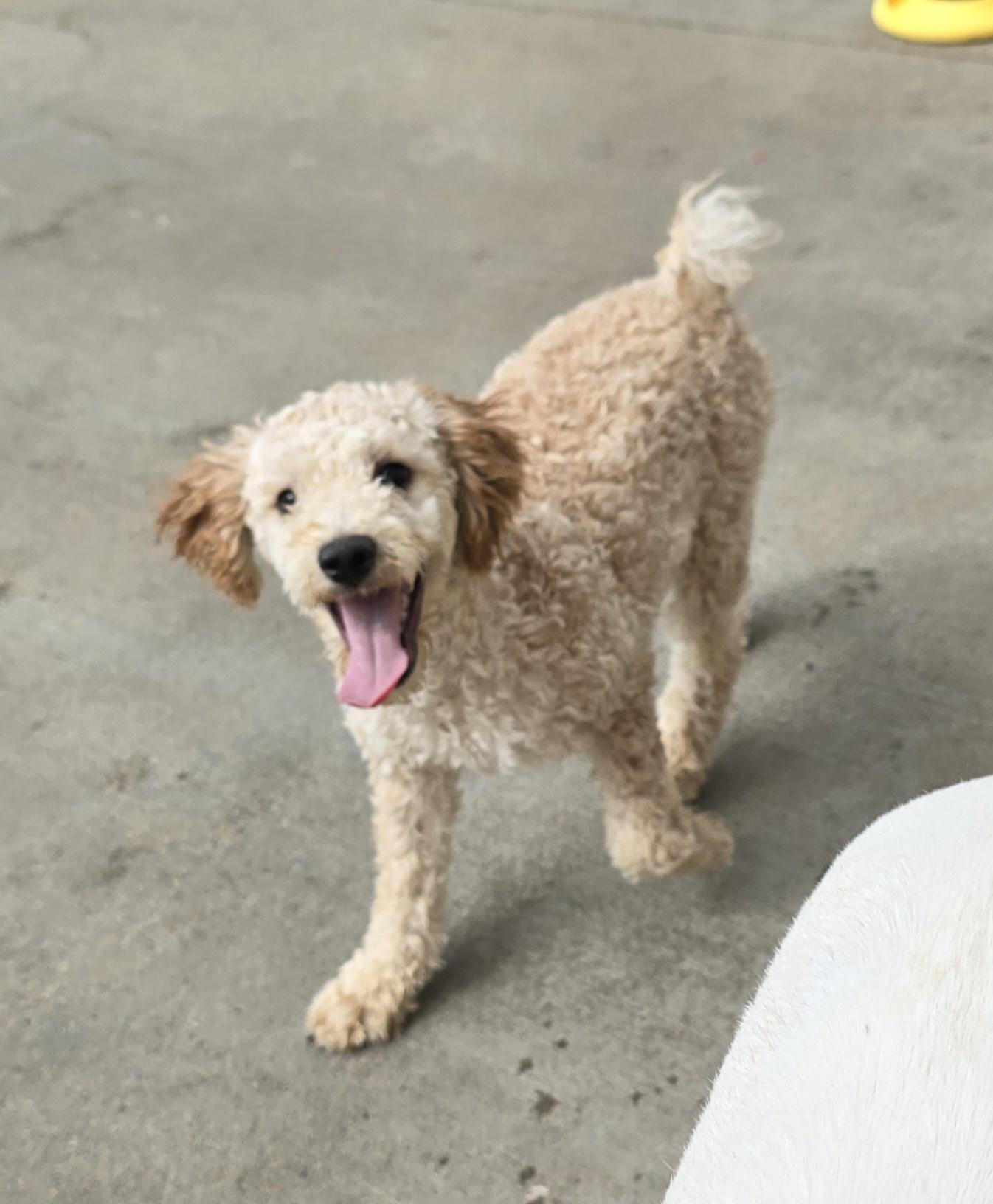 Enlarge Della, an adopted mixed breed in Terre Haute, IN image 1/6