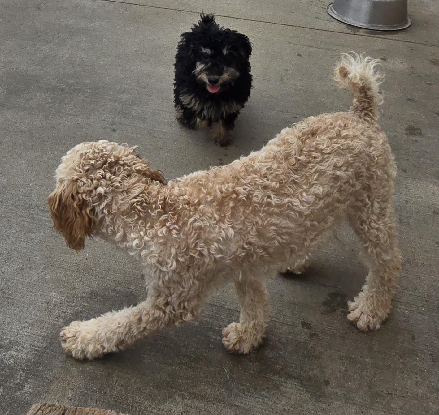 Enlarge Della, an adopted mixed breed in Terre Haute, IN image 5/6