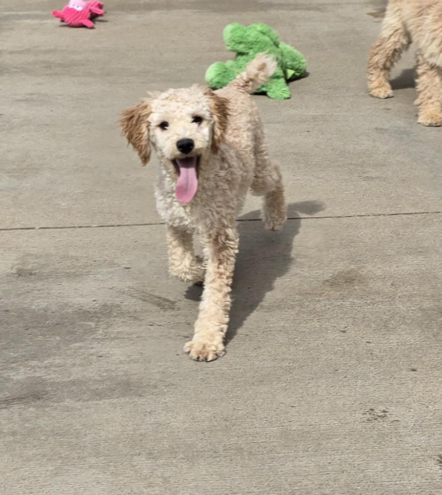 Enlarge Della, an adopted mixed breed in Terre Haute, IN image 4/6