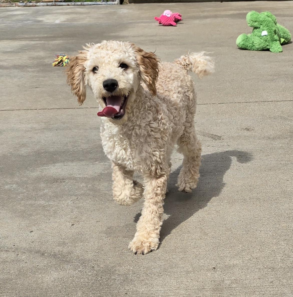 Enlarge Della, an adopted mixed breed in Terre Haute, IN image 3/6