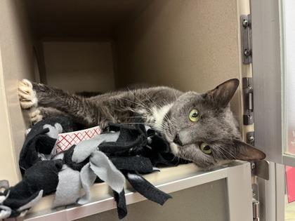 Belle, Adoptable, Senior Female Domestic Short Hair & Domestic Short Hair.