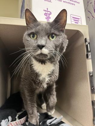 Enlarge Belle, a Adoptable mixed breed in Quakertown, PA image 2/3