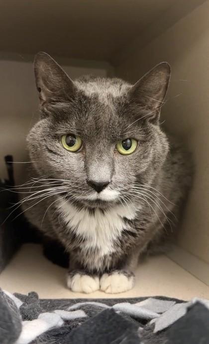 Enlarge Belle, a Adoptable mixed breed in Quakertown, PA image 3/3