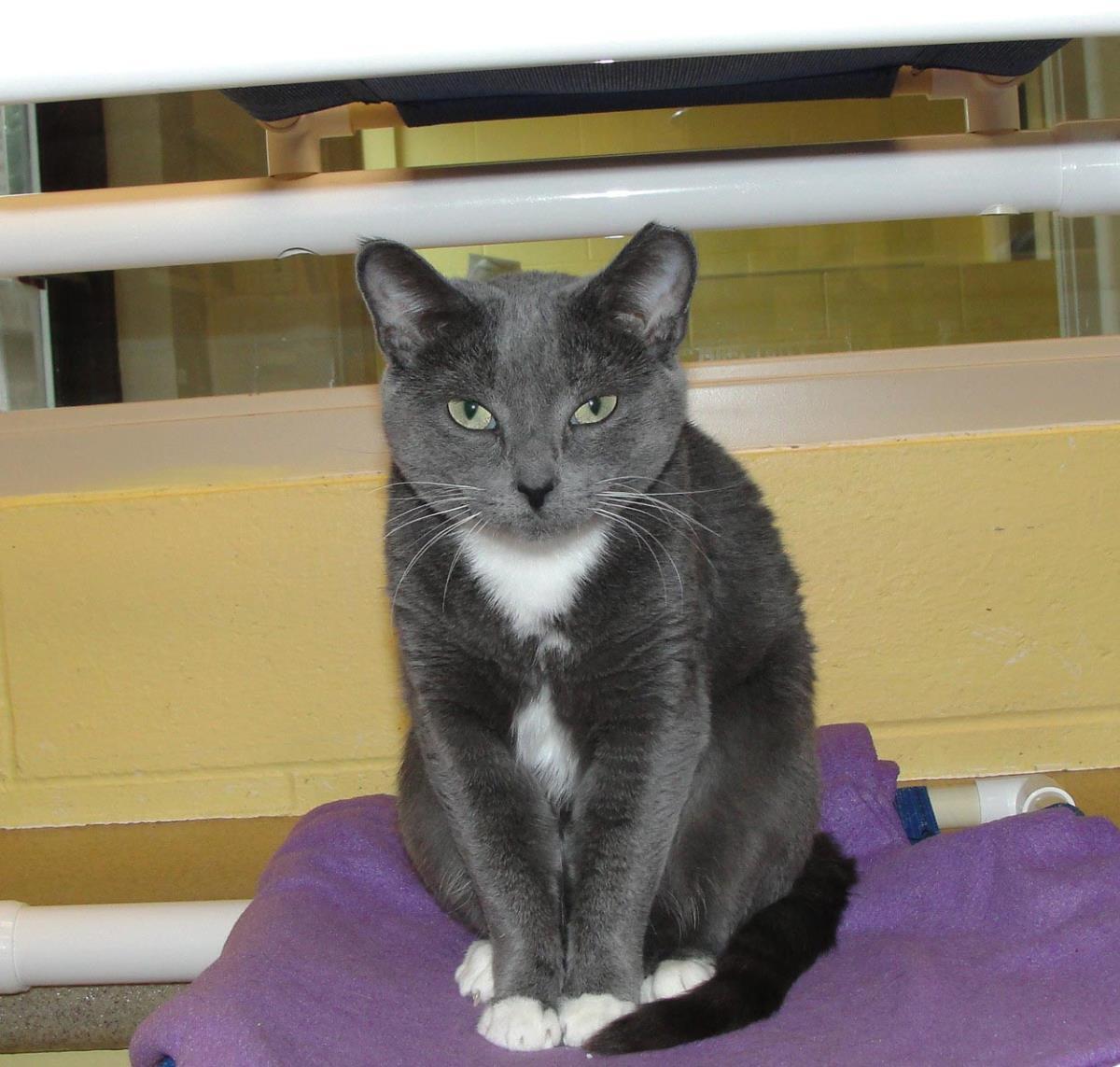 Stone, Adoptable, Adult Female Domestic Short Hair.