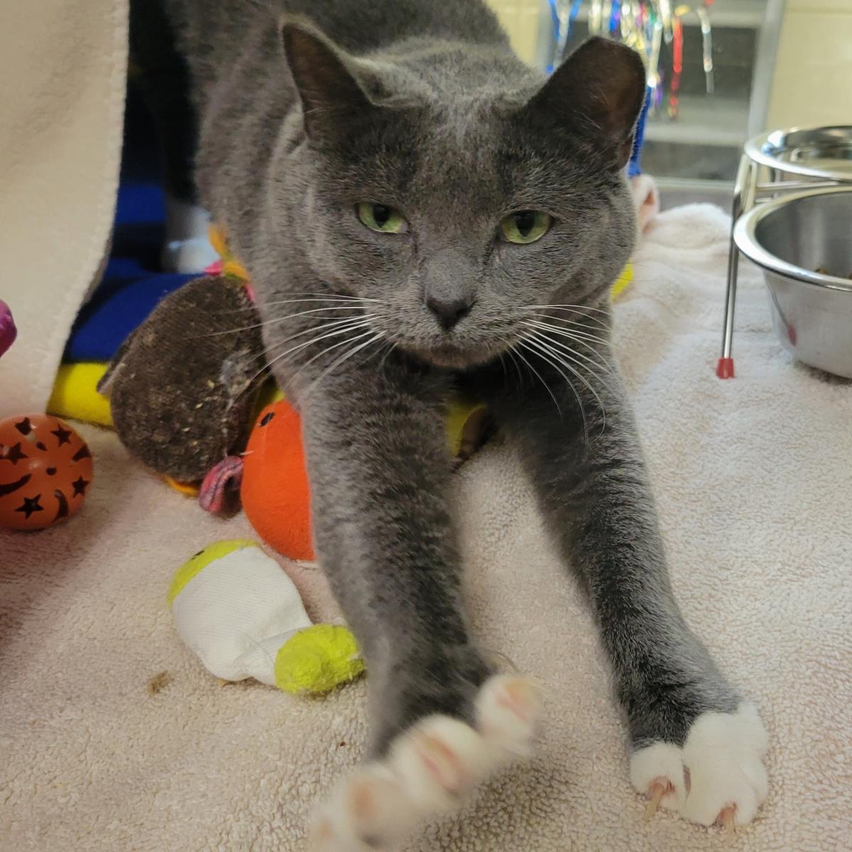 Enlarge Stone, a Adoptable mixed breed in Plover, WI image 1/1