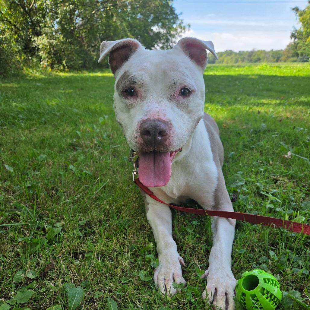 Delilah, Adoptable, Adult Female Pit Bull Terrier & Mixed Breed.