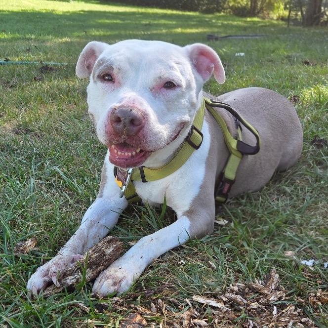 Enlarge Delilah, a Adoptable mixed breed in Avon, OH image 2/6
