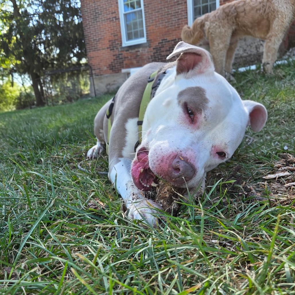 Enlarge Delilah, a Adoptable mixed breed in Avon, OH image 3/6
