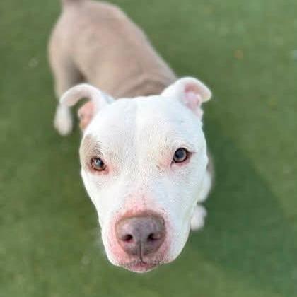 Enlarge Delilah, a Adoptable mixed breed in Avon, OH image 5/6