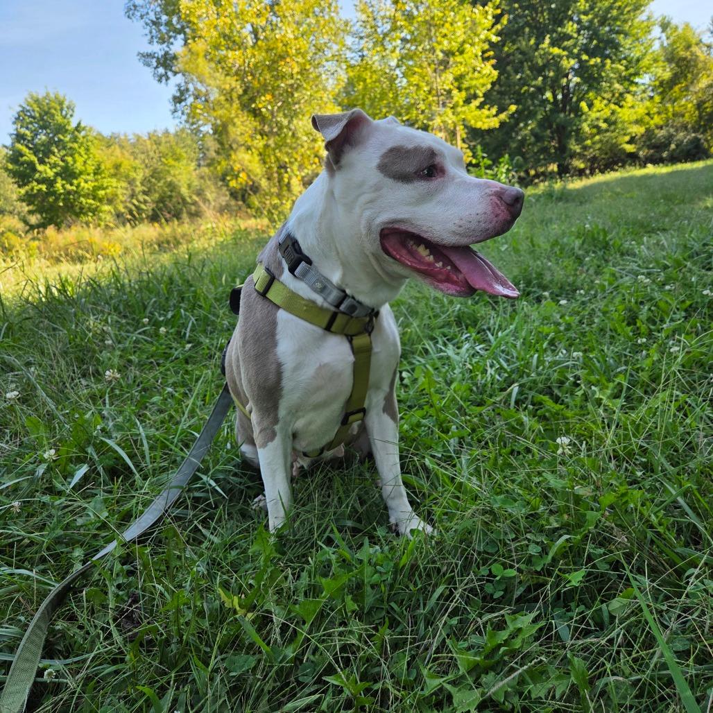 Enlarge Delilah, a Adoptable mixed breed in Avon, OH image 6/6