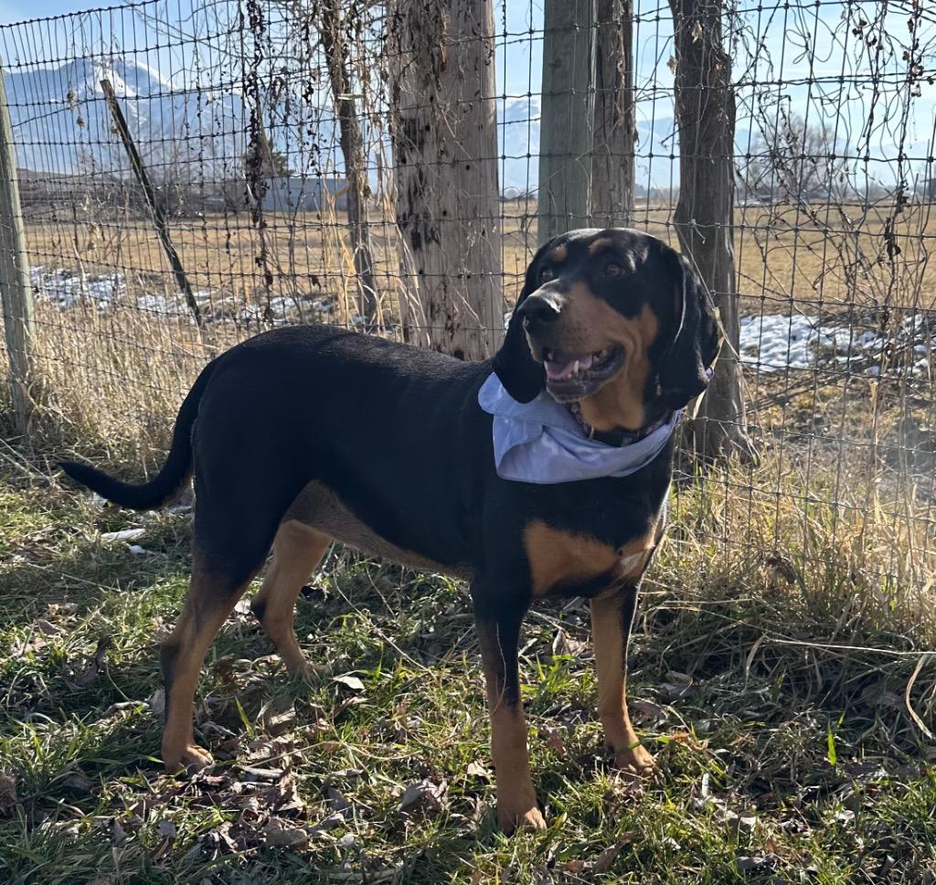 Raven, a Adoptable Coonhound in Logan, UT image 1/2