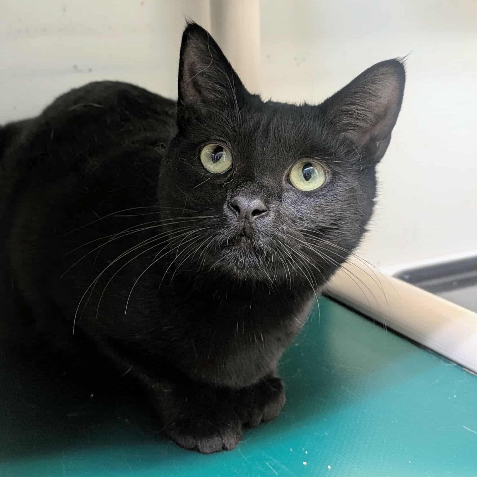 Lisseth, Adoptable, Adult Female Domestic Short Hair.