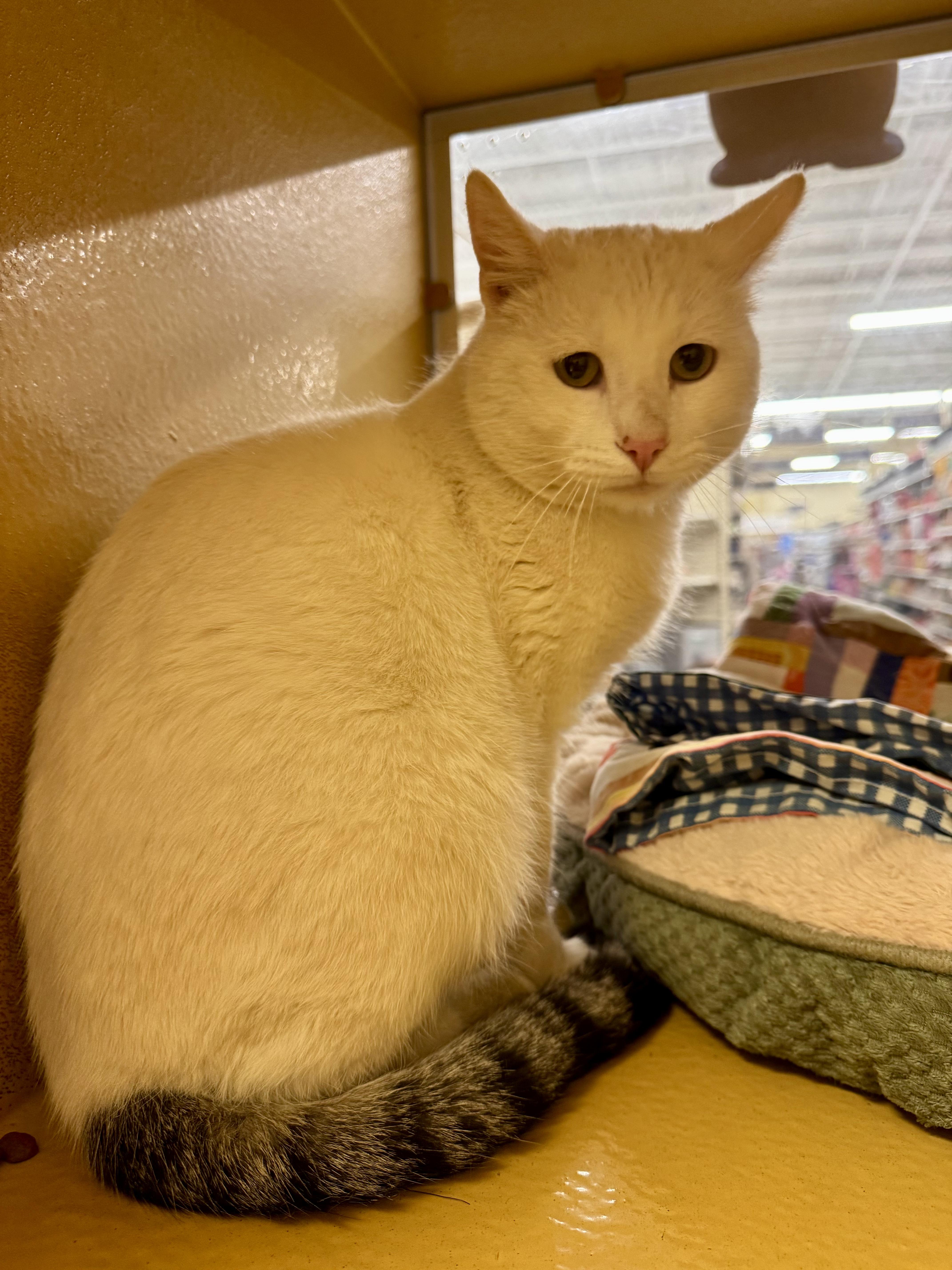 Enlarge Ansel/Angel, an adopted mixed breed in Albuquerque, NM image 1/4