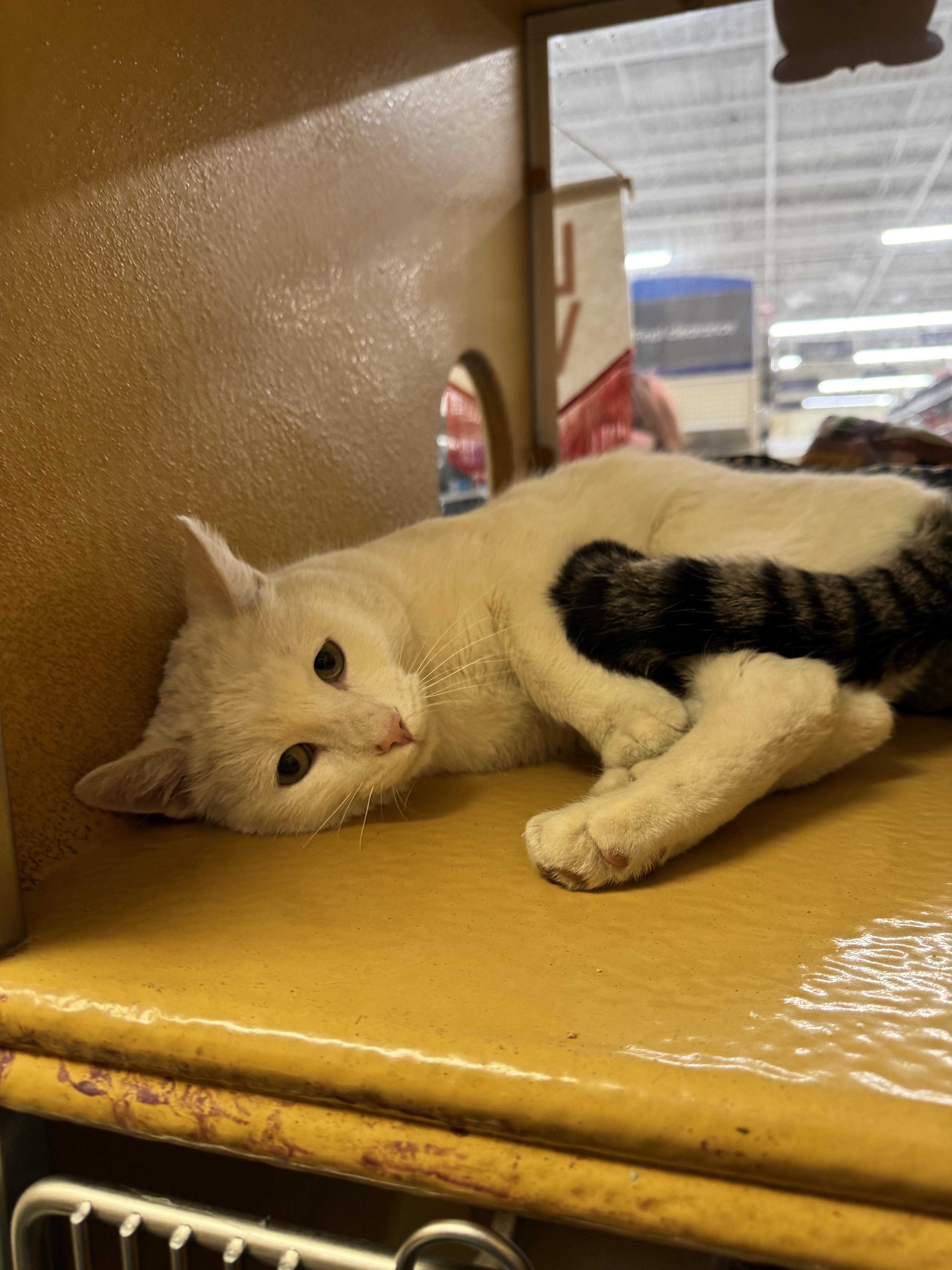 Enlarge Ansel/Angel, an adopted mixed breed in Albuquerque, NM image 4/4