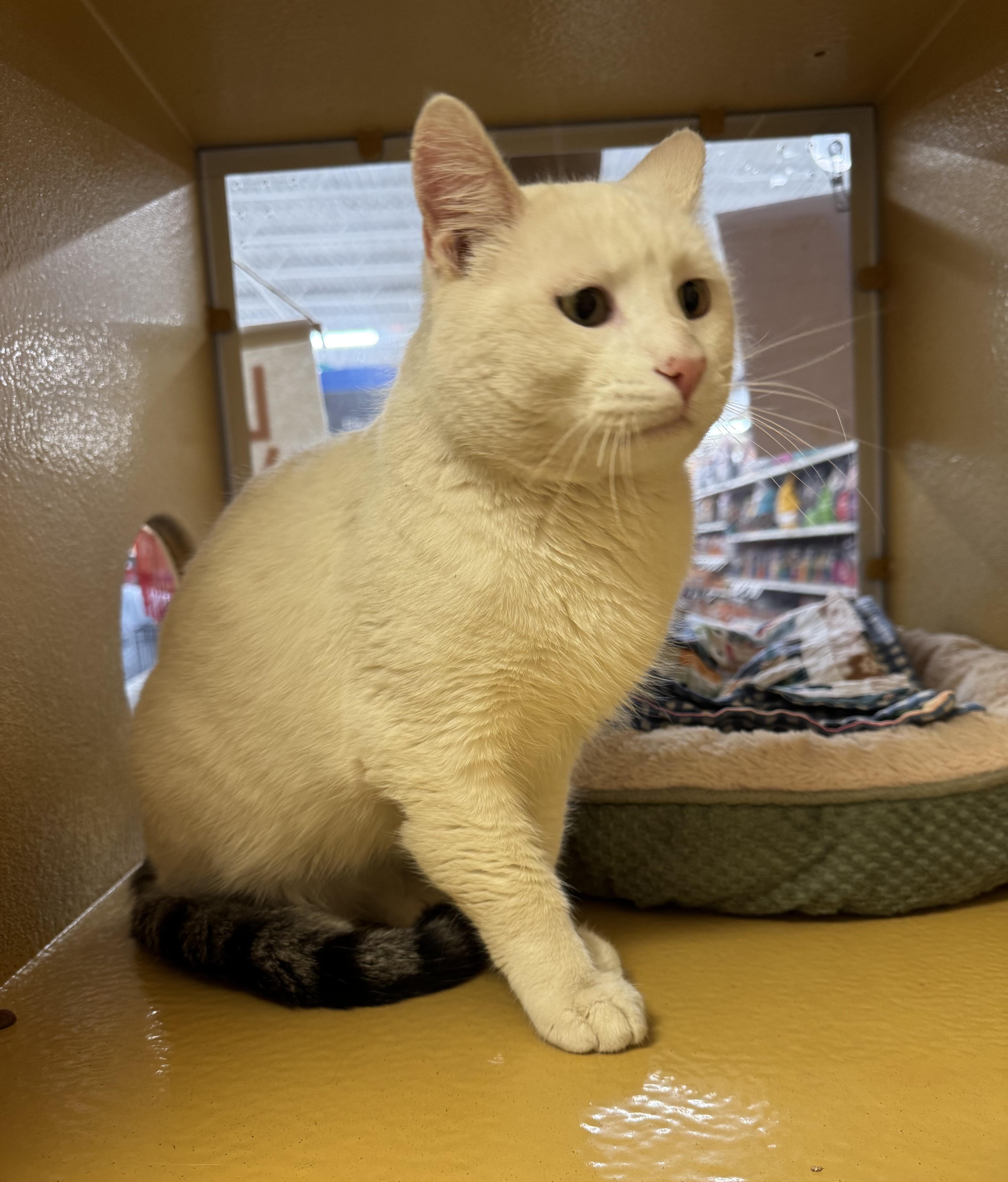 Enlarge Ansel/Angel, an adopted mixed breed in Albuquerque, NM image 3/4