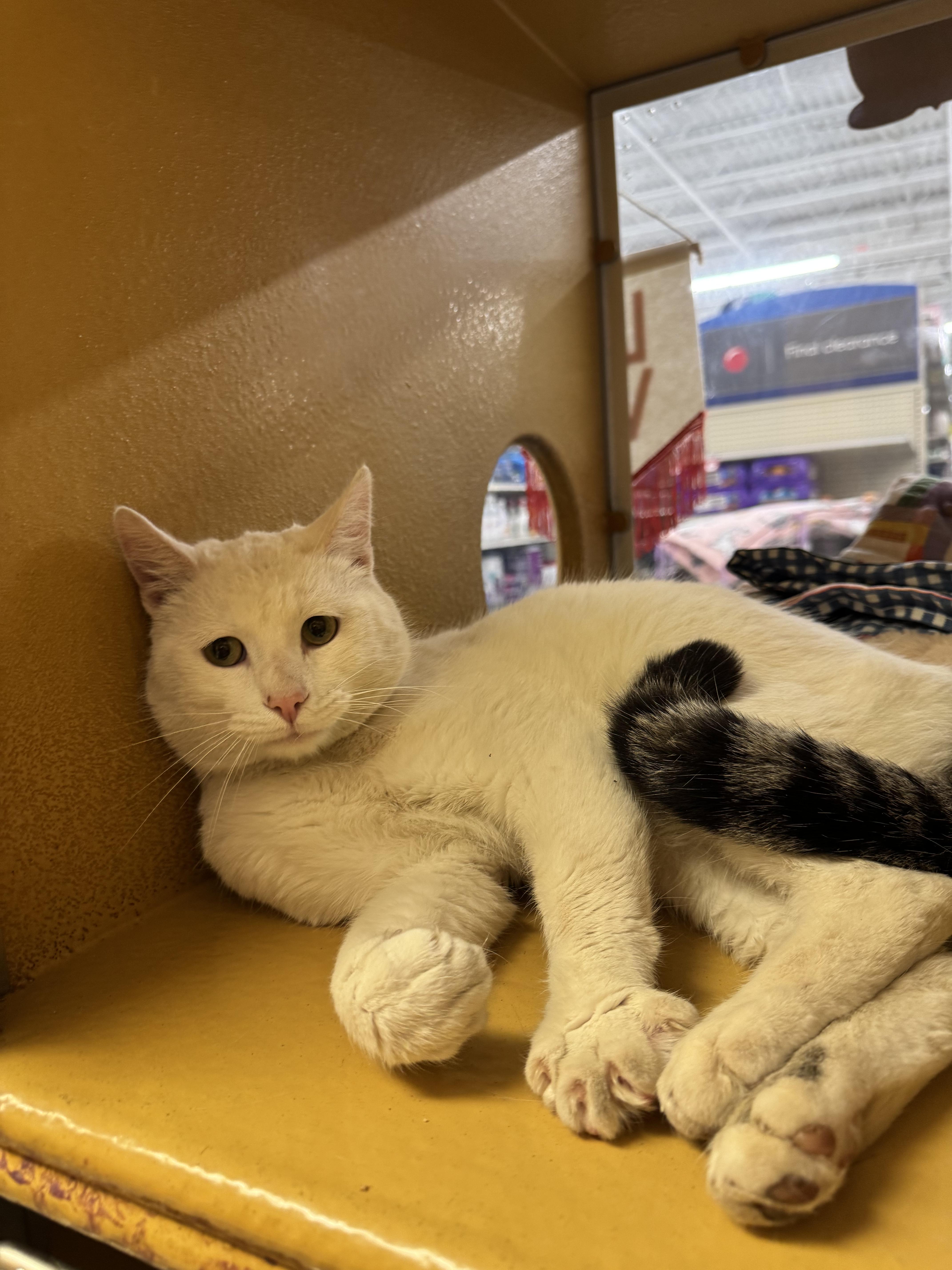 Enlarge Ansel/Angel, an adopted mixed breed in Albuquerque, NM image 2/4