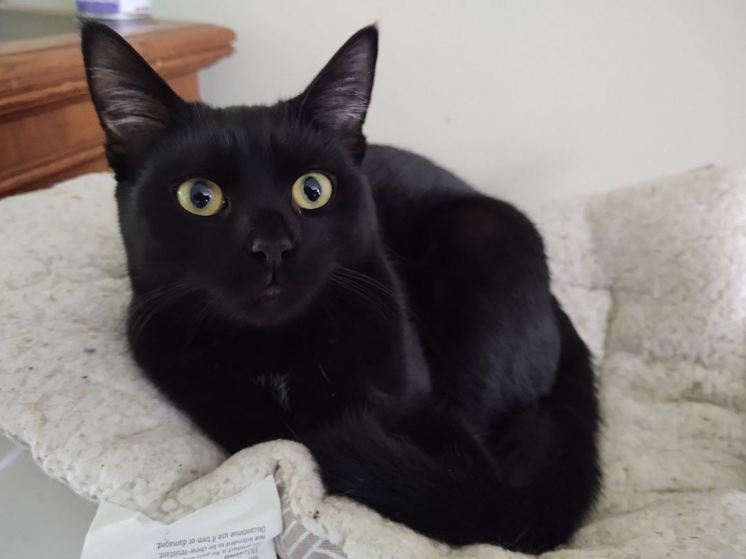 Plum , Adopted, Adult Female Domestic Short Hair.