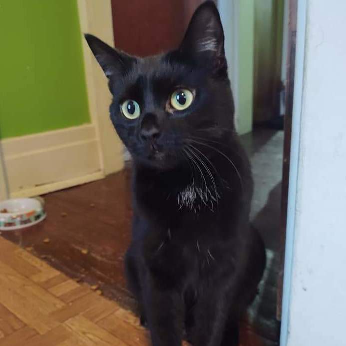 Plum , a Adopted Domestic Short Hair in Buffalo, NY image 2/4