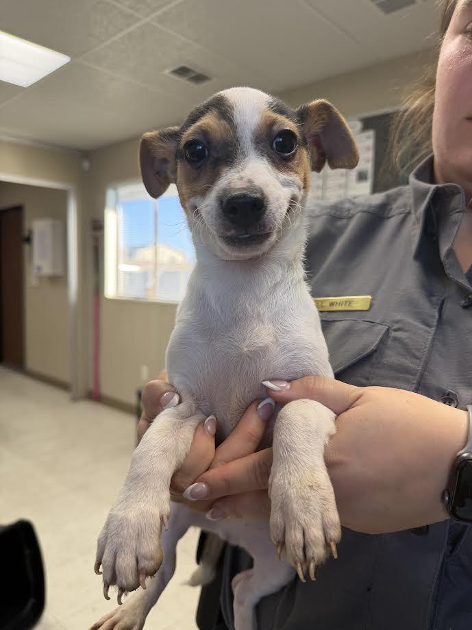 Enlarge Rocket, a ADOPTABLE mixed breed in Oakdale, CA image 1/1