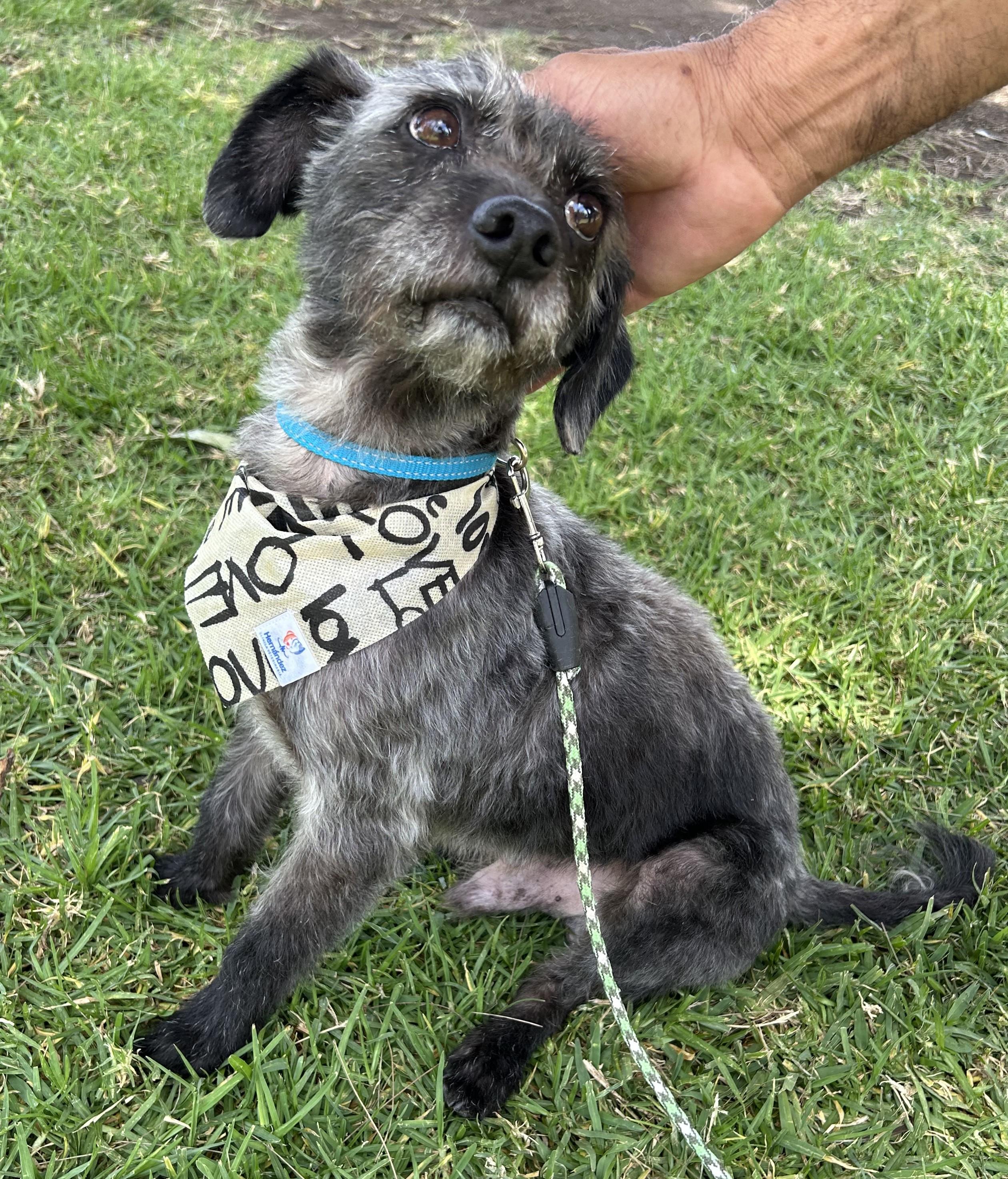JIMMY, ADOPTABLE, Young Male Miniature Schnauzer & Border Terrier.