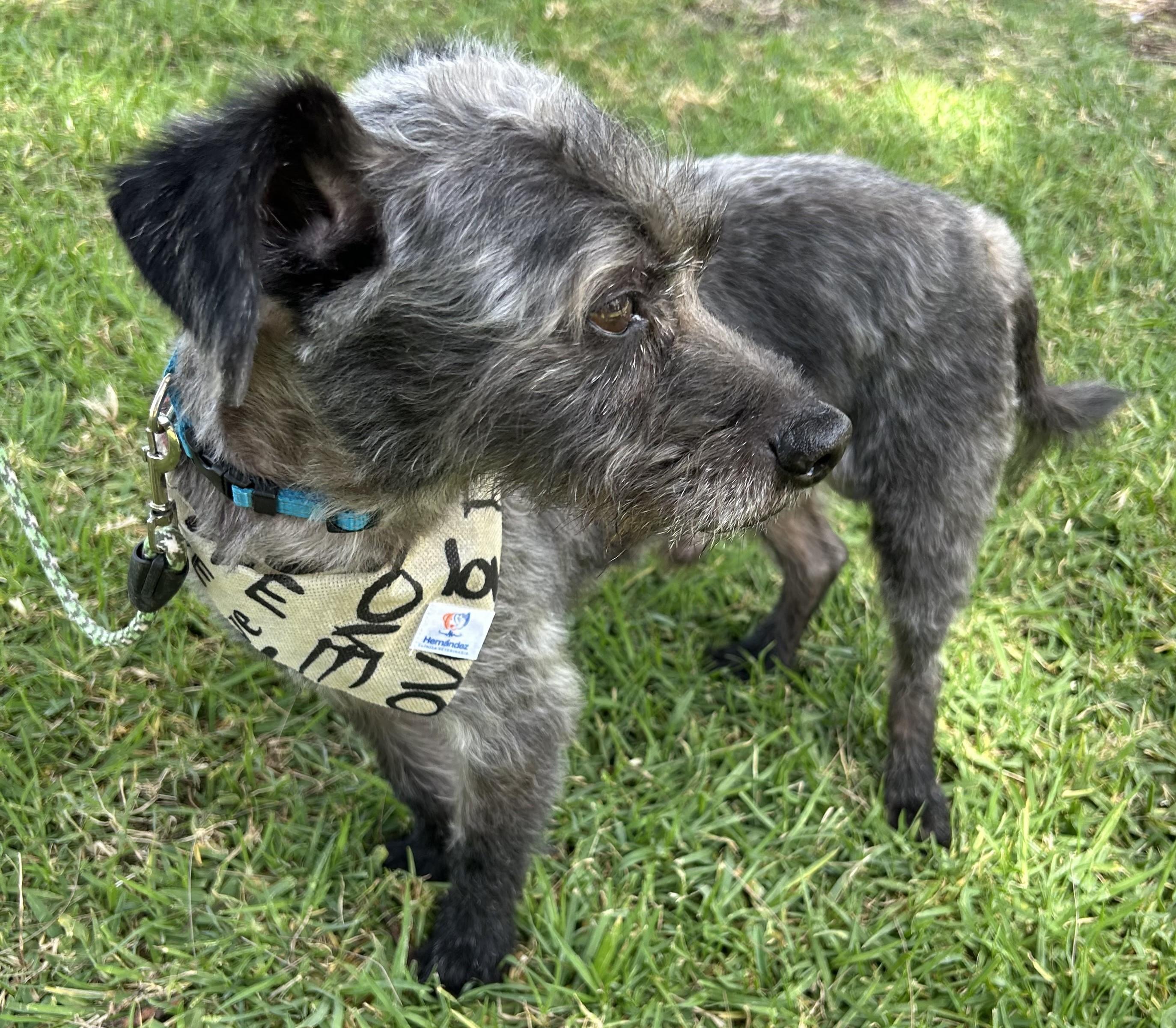 JIMMY, a ADOPTABLE mixed breed in Bell Gardens, CA image 3/6