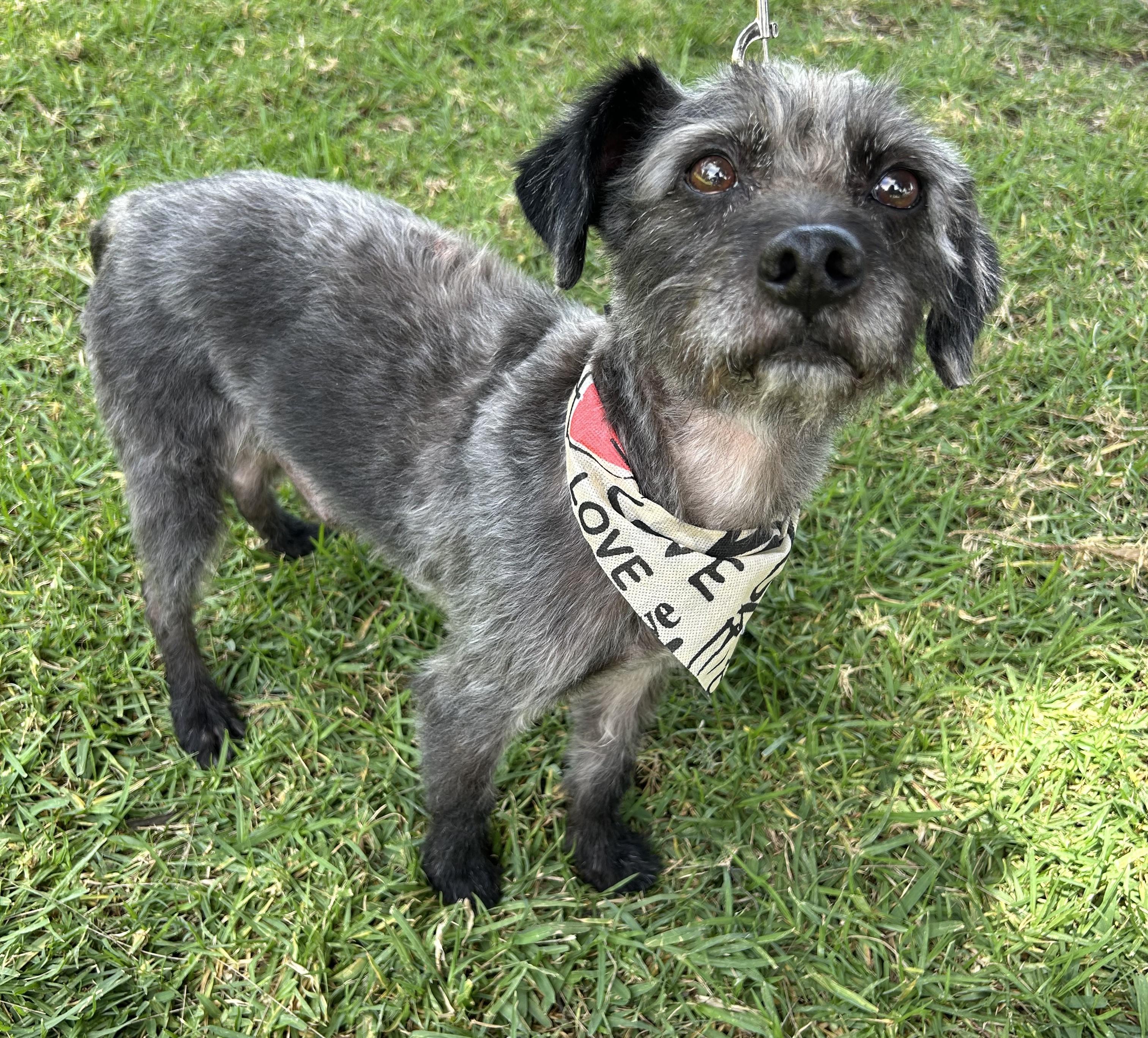 JIMMY, a ADOPTABLE mixed breed in Bell Gardens, CA image 2/6