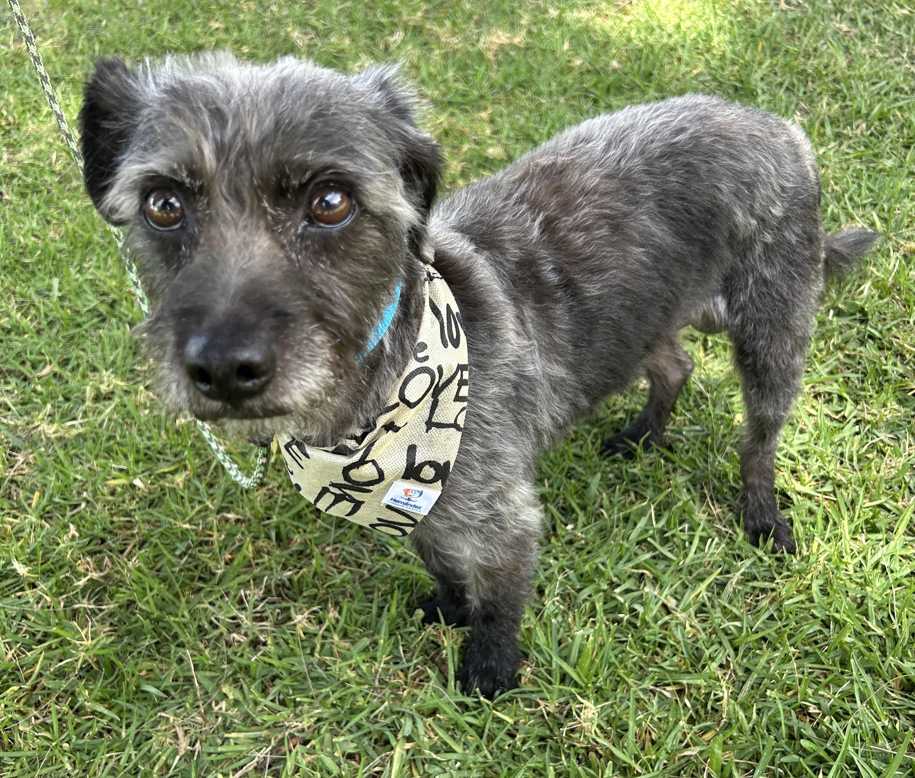 JIMMY, a ADOPTABLE mixed breed in Bell Gardens, CA image 6/6