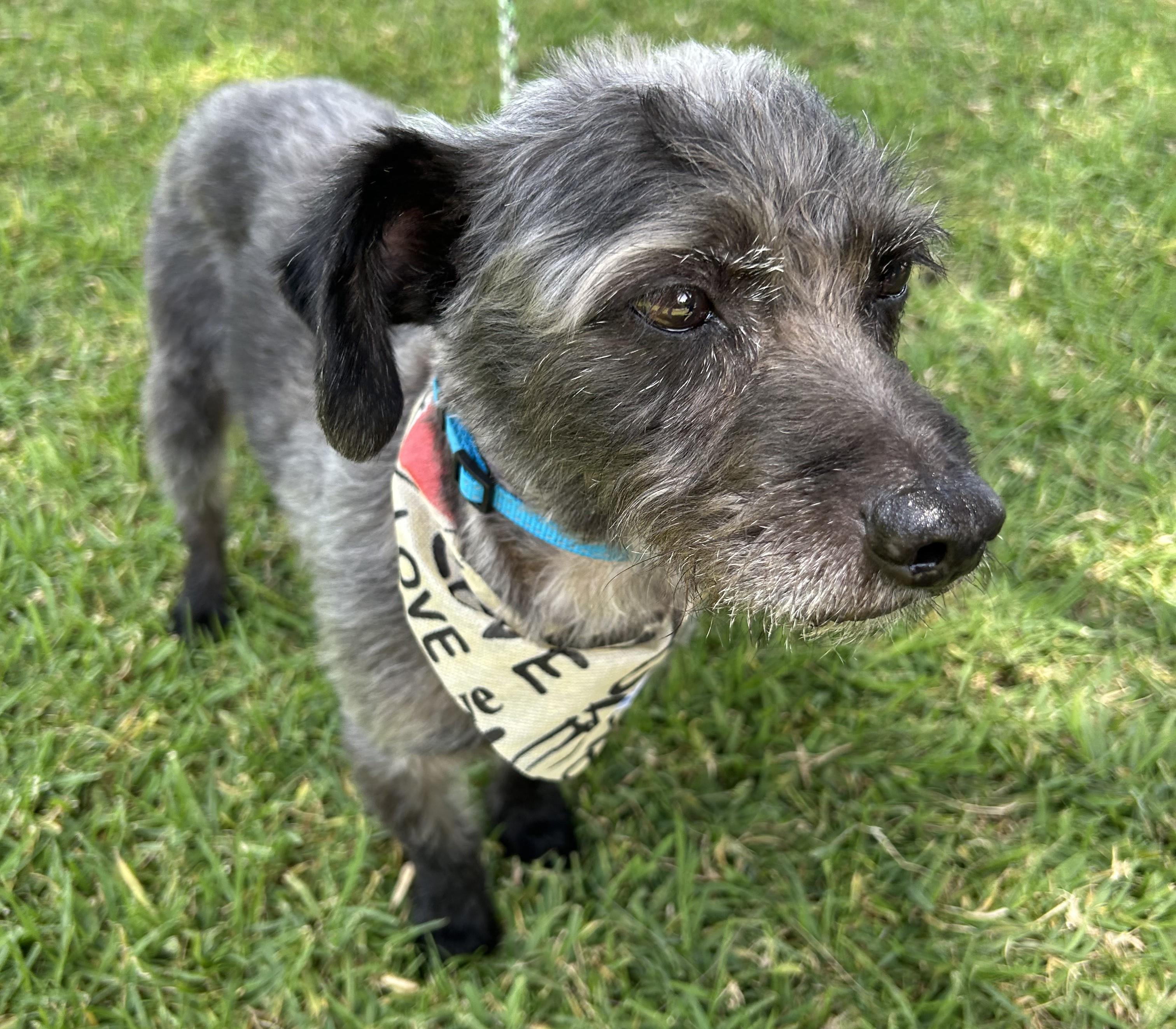 JIMMY, a ADOPTABLE mixed breed in Bell Gardens, CA image 4/6