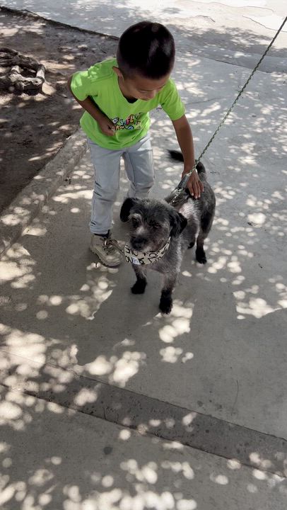 Enlarge JIMMY, a ADOPTABLE mixed breed in Bell Gardens, CA video 5/6
