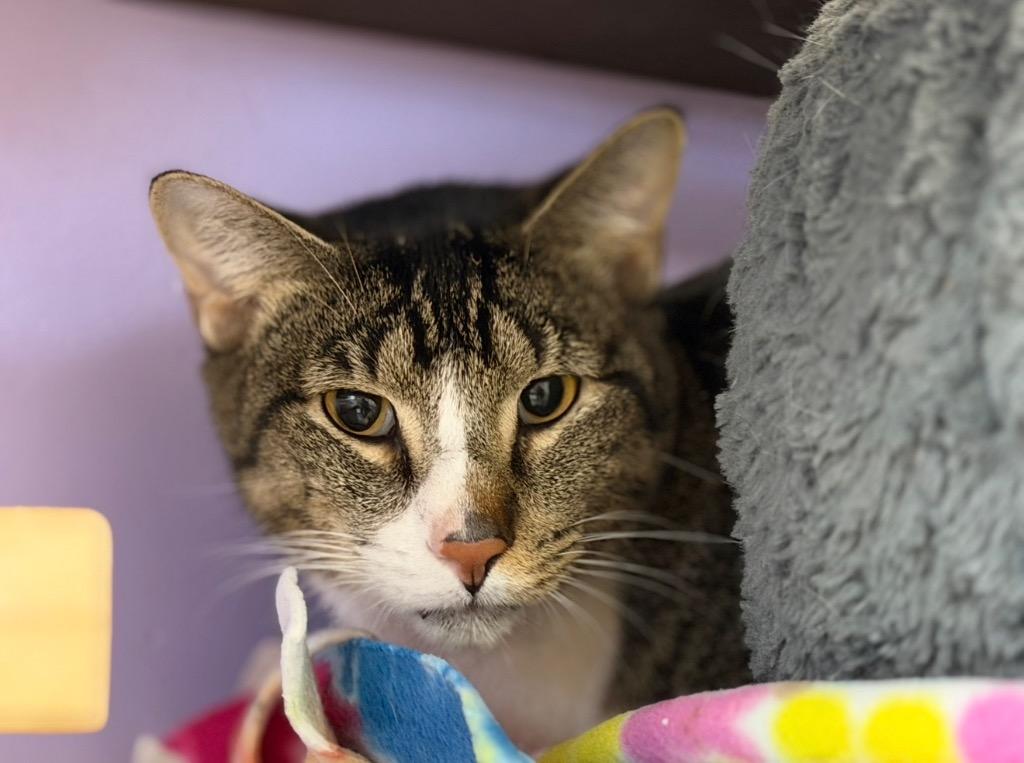 Tigger, Adoptable, Adult Male Domestic Short Hair.