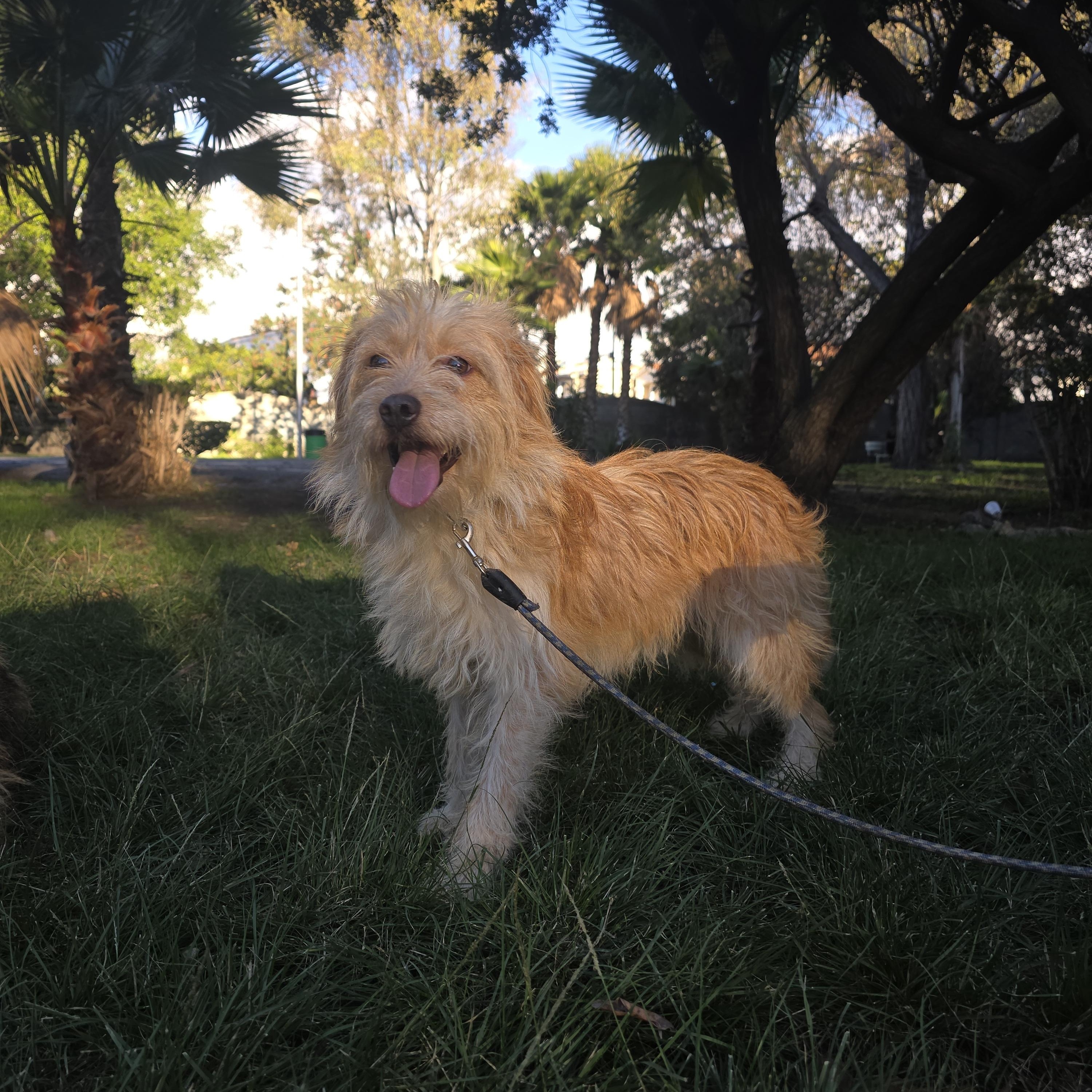 Bonifacio (Bonnie), ADOPTABLE, Young Male Miniature Schnauzer & Jack Russell Terrier.