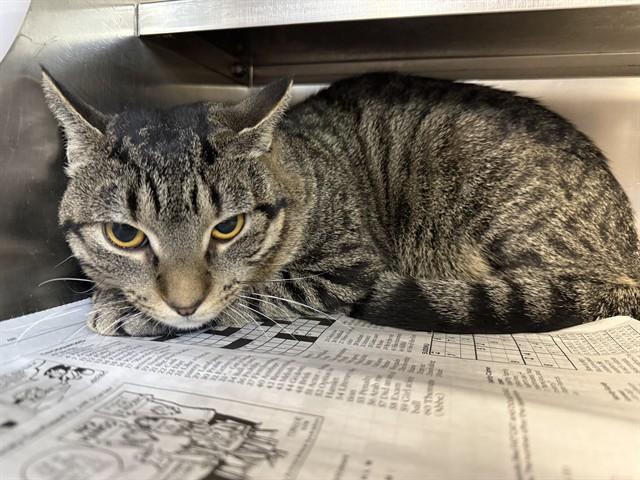 Enlarge GLITTER, a Adoptable Domestic Short Hair in Aurora, IL image 1/1