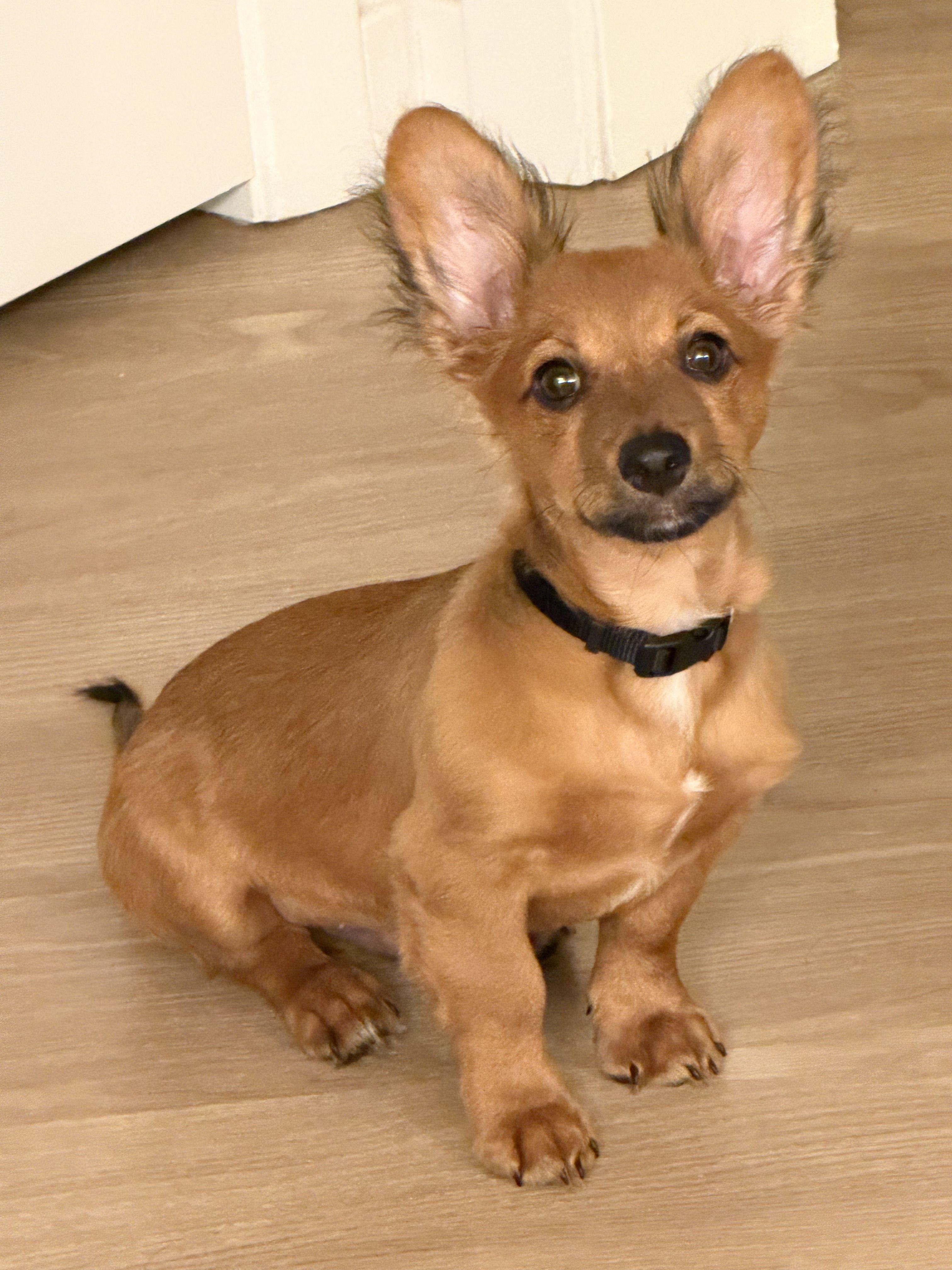 LUCA - available for adoption, adopted, Puppy Male Chiweenie.