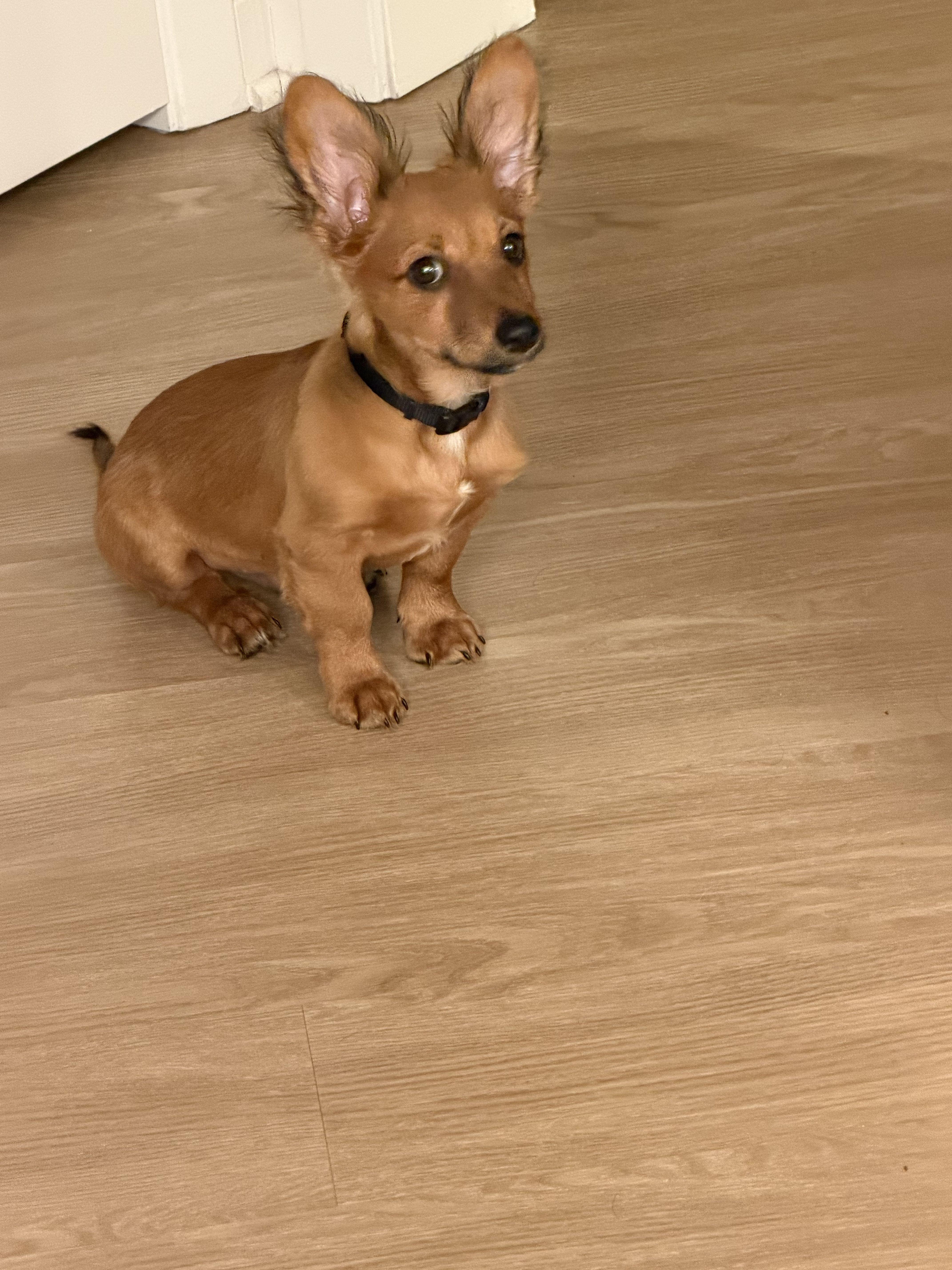 LUCA - available for adoption, an adopted mixed breed in Tustin, CA image 3/5