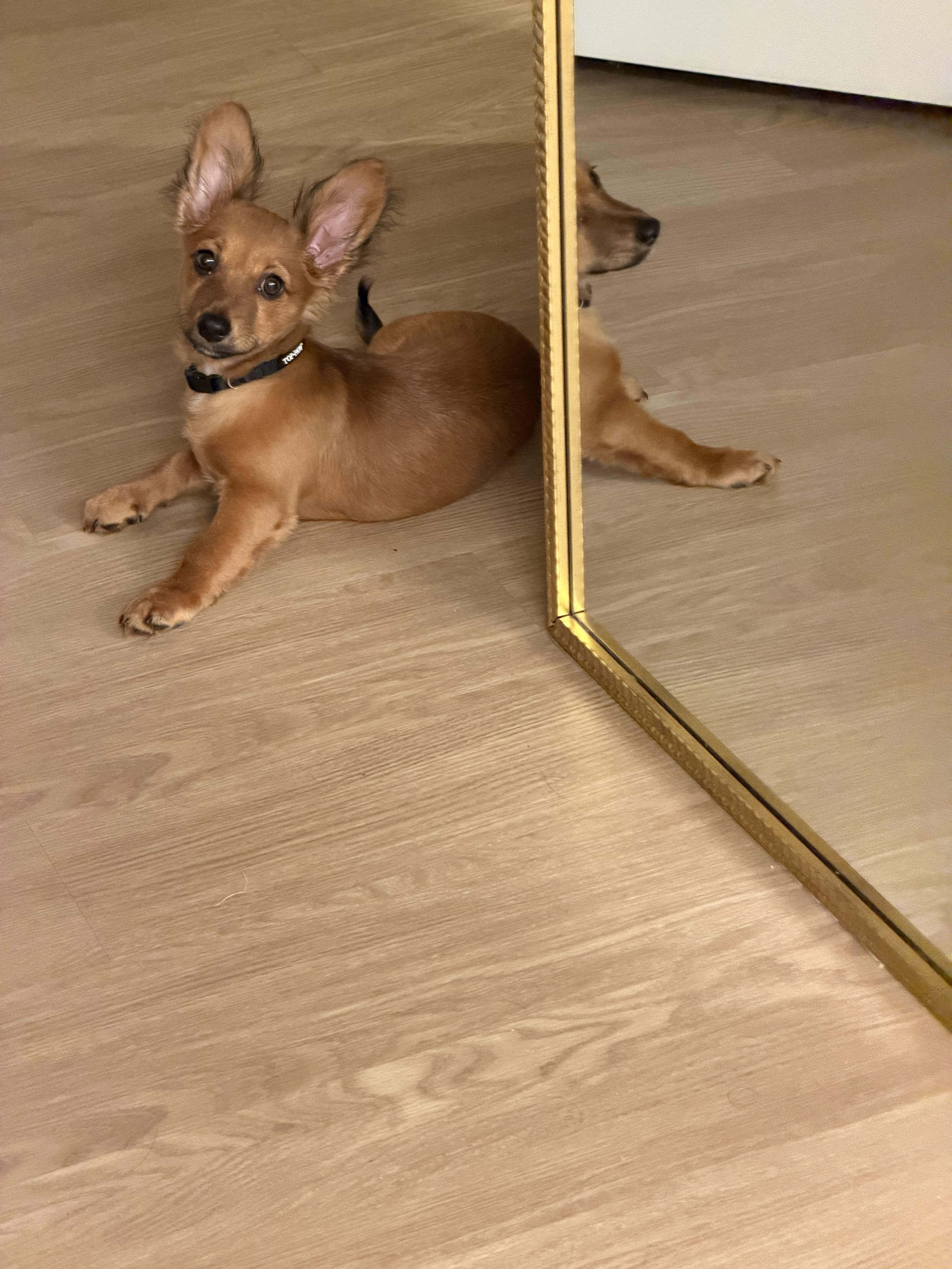 LUCA - available for adoption, an adopted mixed breed in Tustin, CA image 4/5
