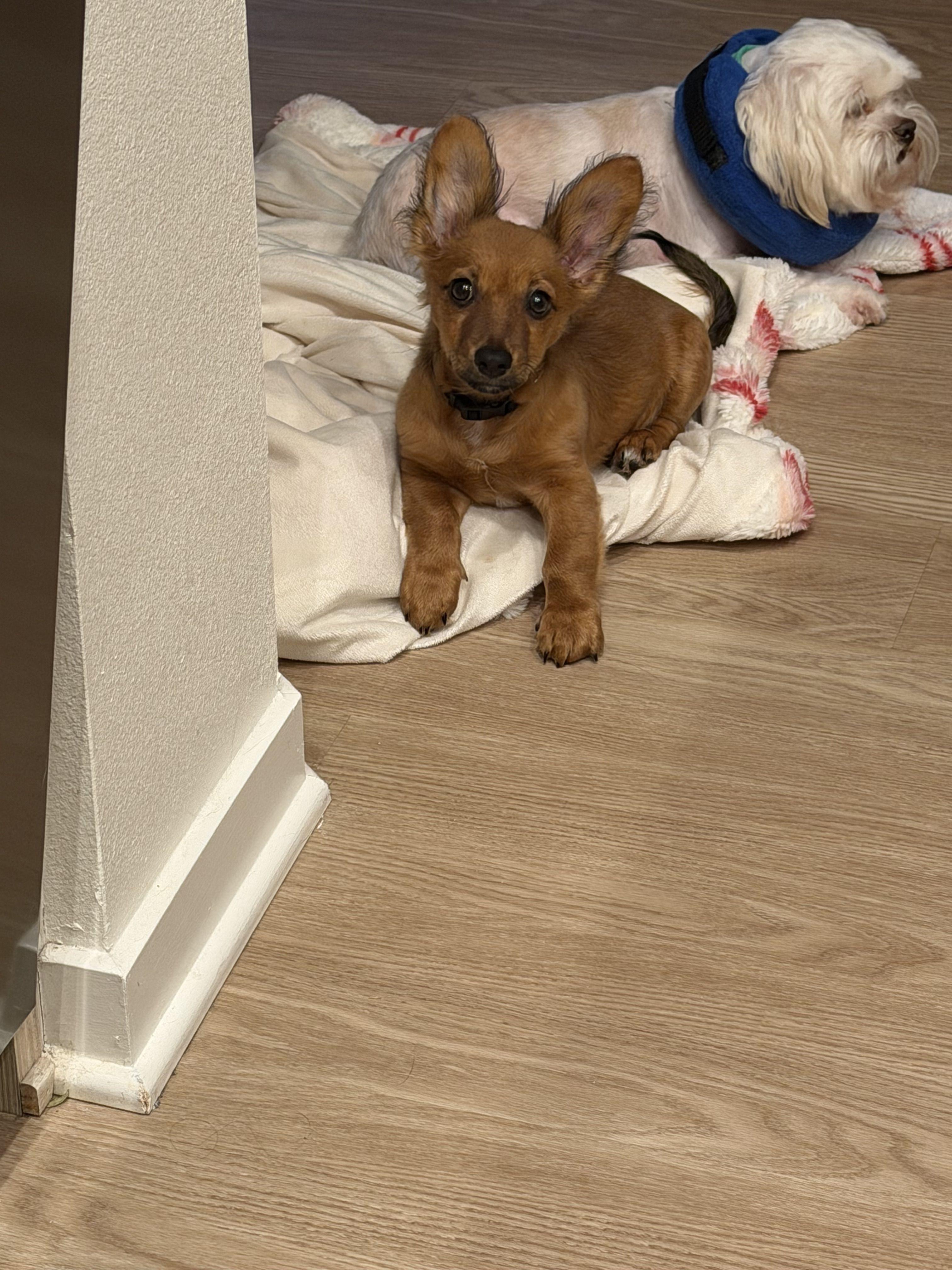 LUCA - available for adoption, an adopted mixed breed in Tustin, CA image 5/5