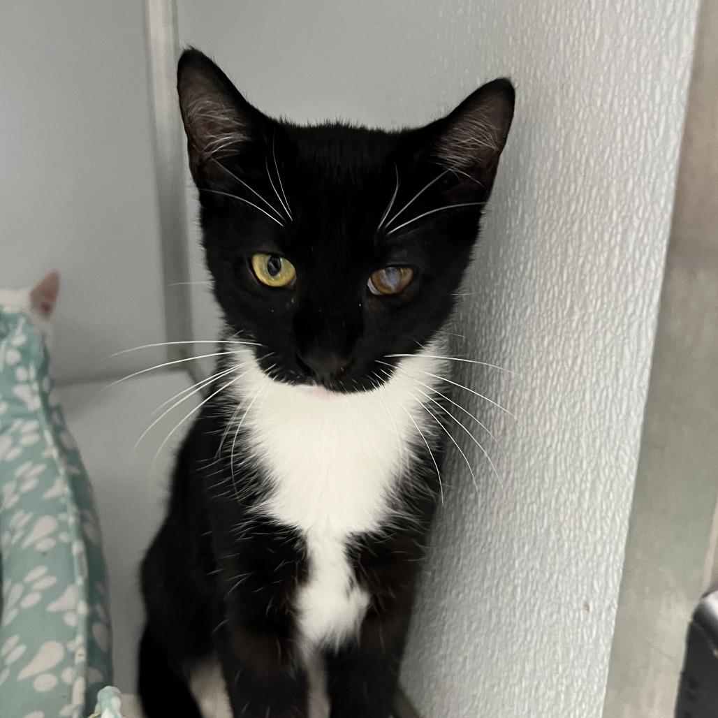 Tika, Adoptable, Young Male Domestic Short Hair.