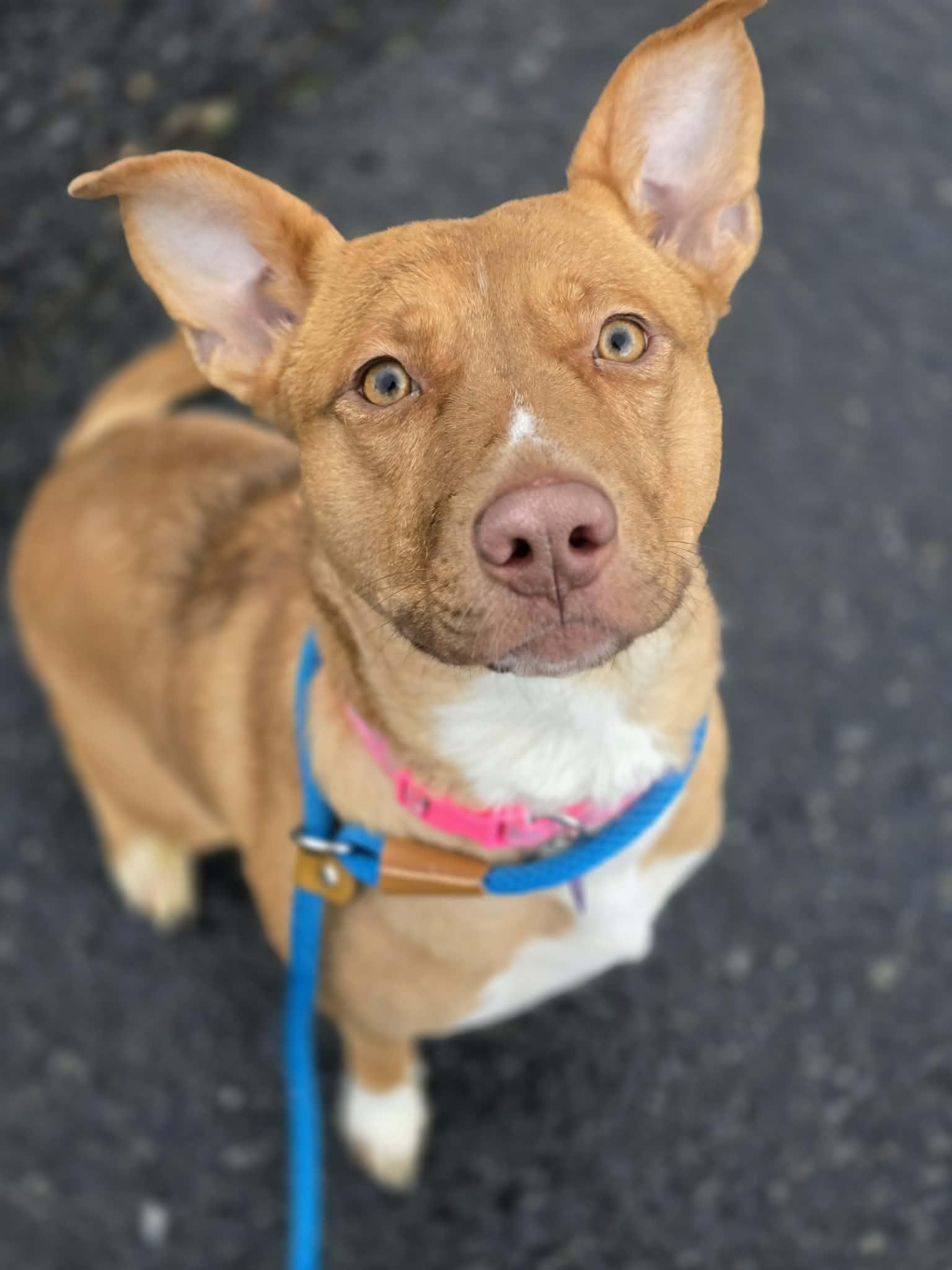 Enlarge Mochi, a ADOPTABLE mixed breed in Grants Pass, OR image 2/3