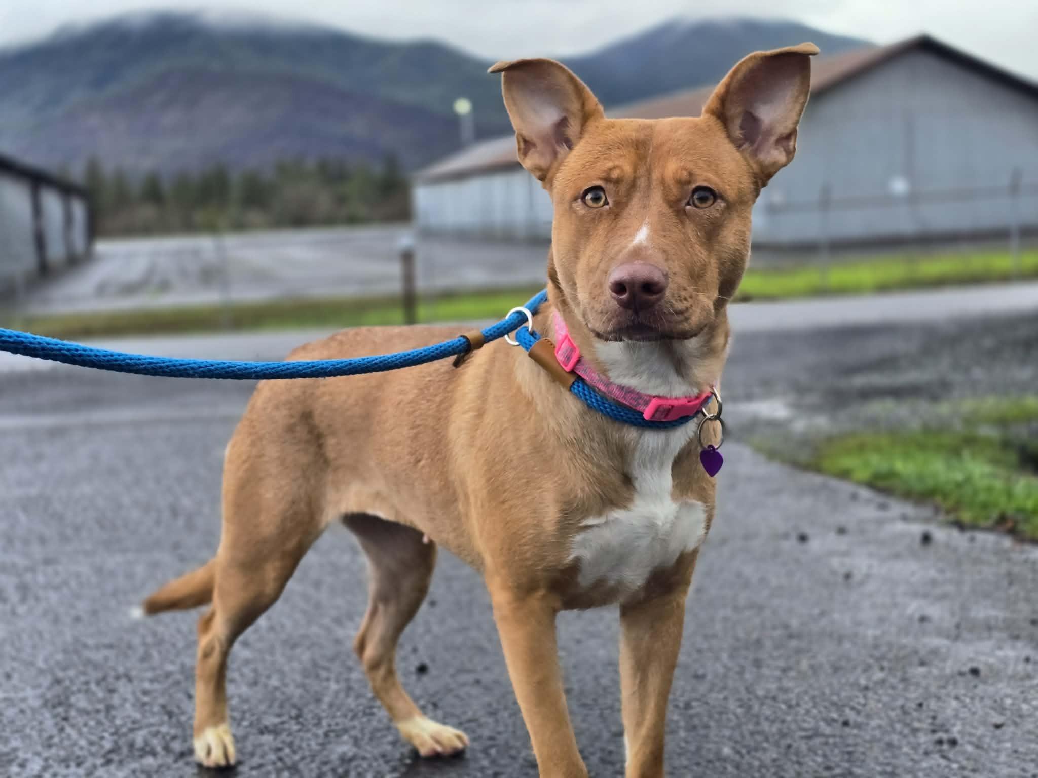 Mochi, ADOPTABLE, Adult Female Pit Bull Terrier.