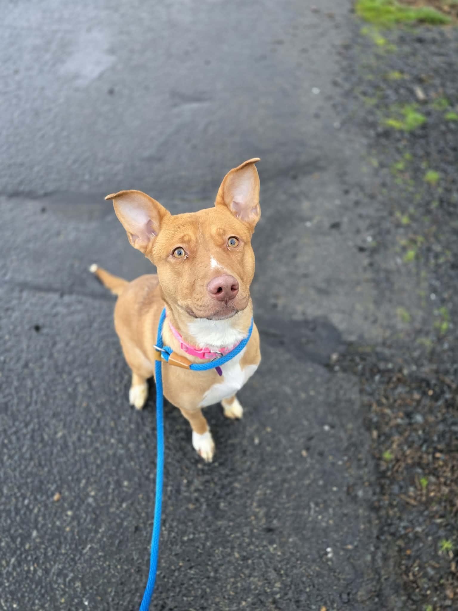 Enlarge Mochi, a ADOPTABLE mixed breed in Grants Pass, OR image 3/3