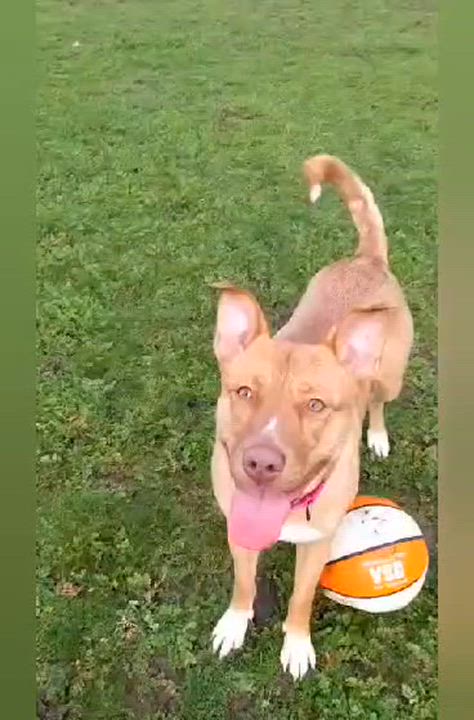 Enlarge Mochi, a ADOPTABLE mixed breed in Grants Pass, OR video 4/4