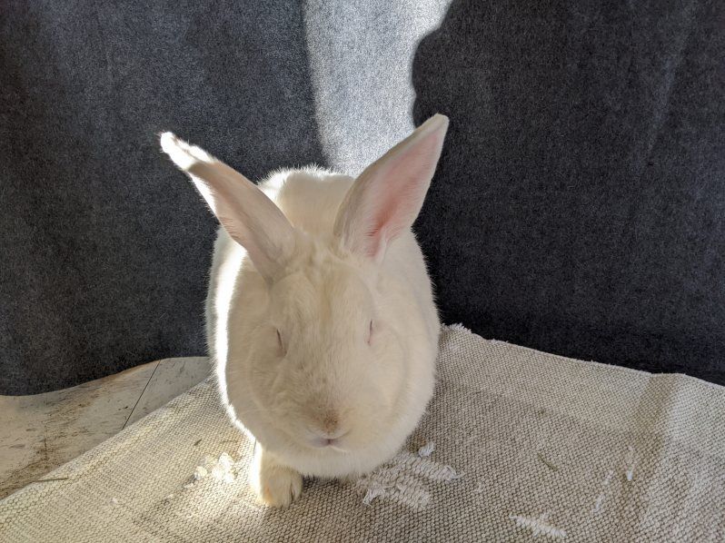 Enlarge Pumbaa, a Adoptable American in Lee's Summit, MO image 1/4