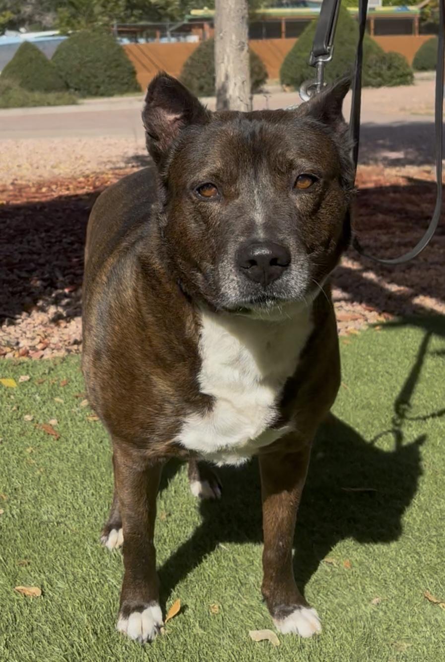 Enlarge Piddy, a ADOPTABLE mixed breed in Payson, AZ image 4/4