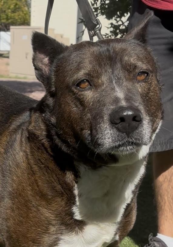 Enlarge Piddy, a ADOPTABLE mixed breed in Payson, AZ image 3/4