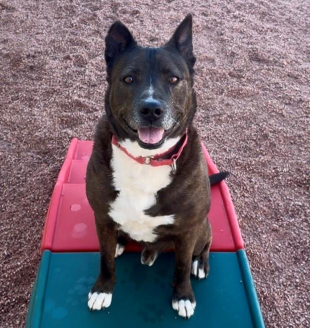 Enlarge Piddy, a ADOPTABLE mixed breed in Payson, AZ image 2/4