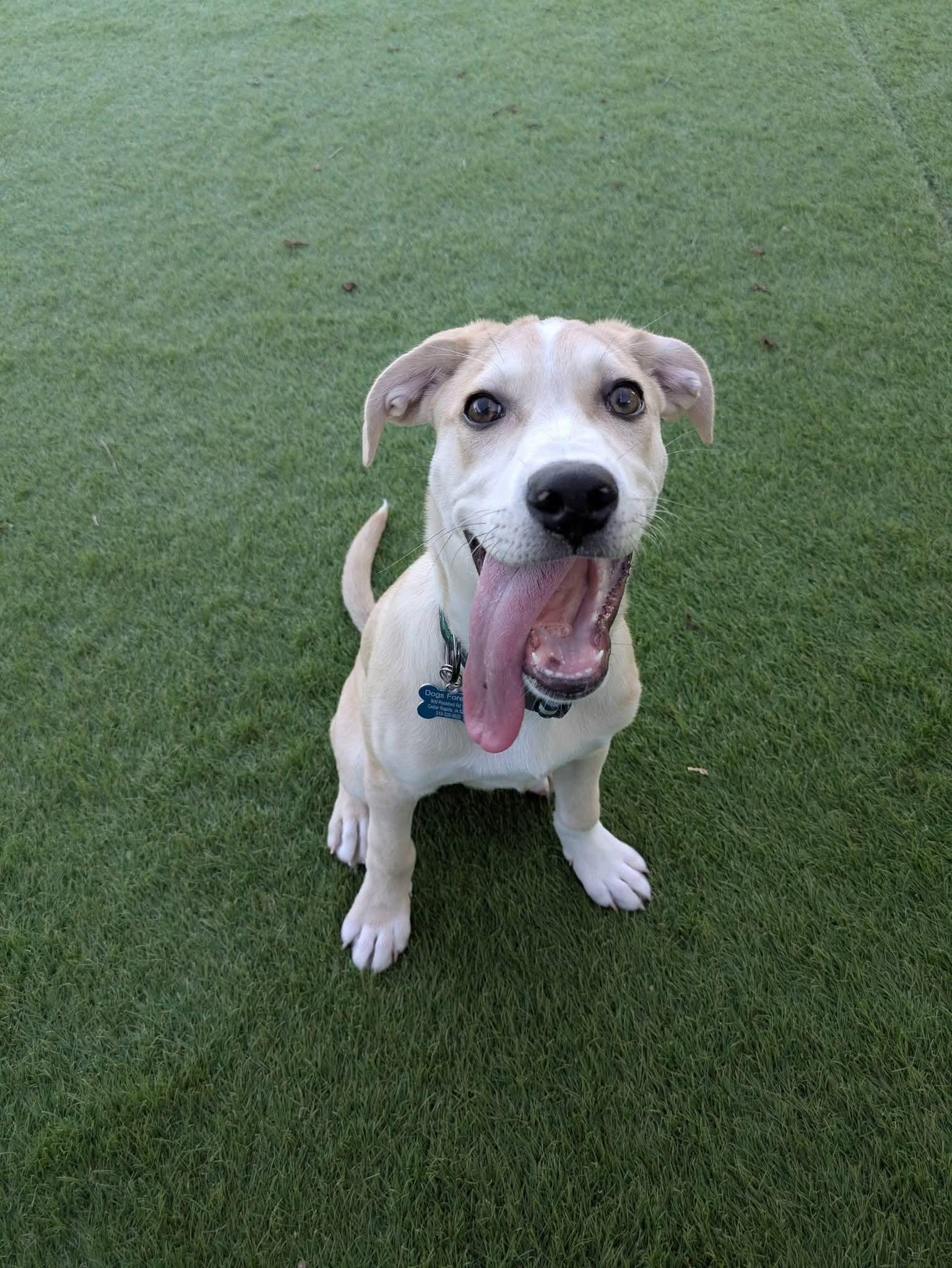 Chopper, a Adoptable mixed breed in Cedar Rapids, IA image 3/6