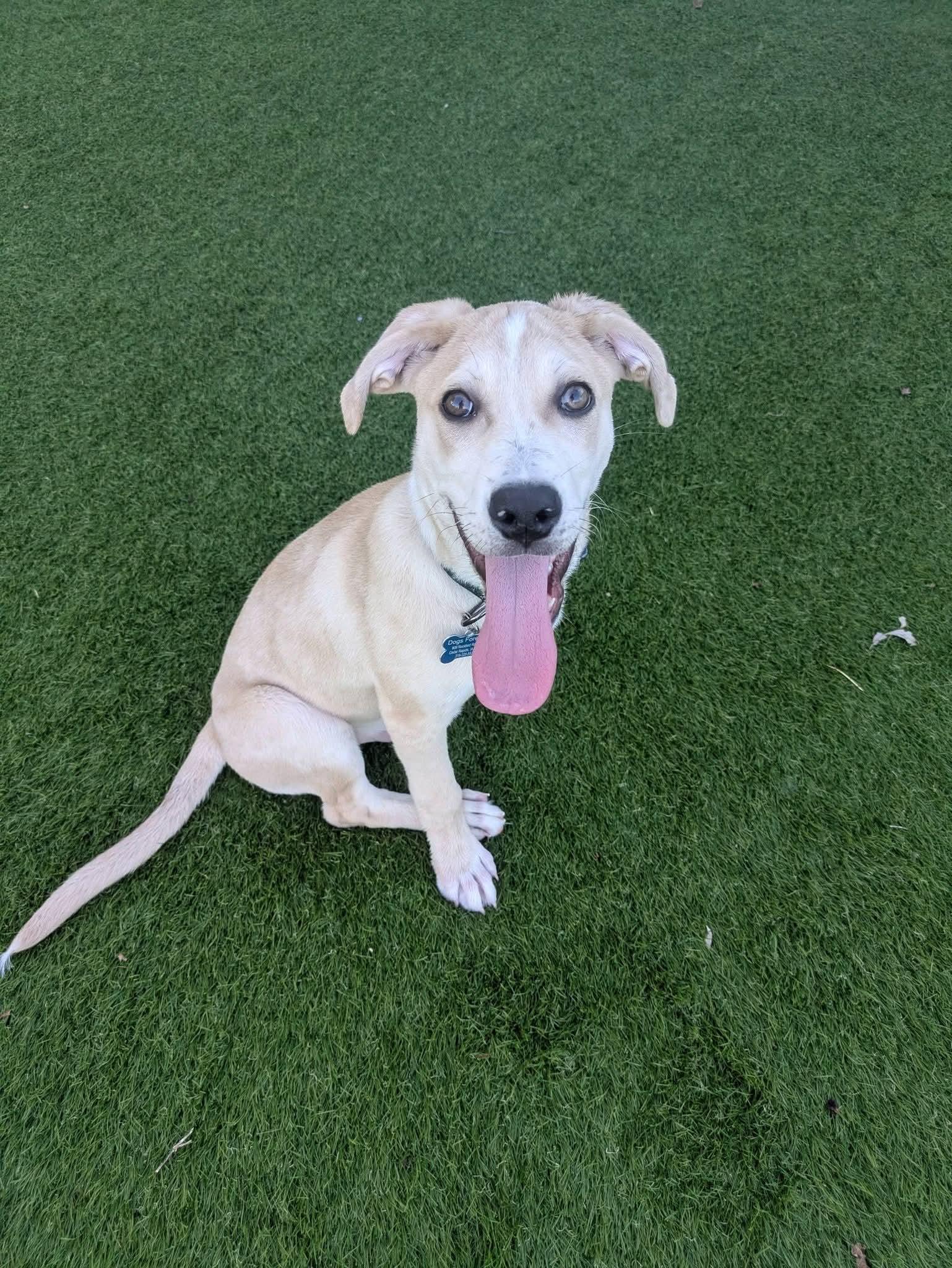 Chopper, a Adoptable mixed breed in Cedar Rapids, IA image 1/6