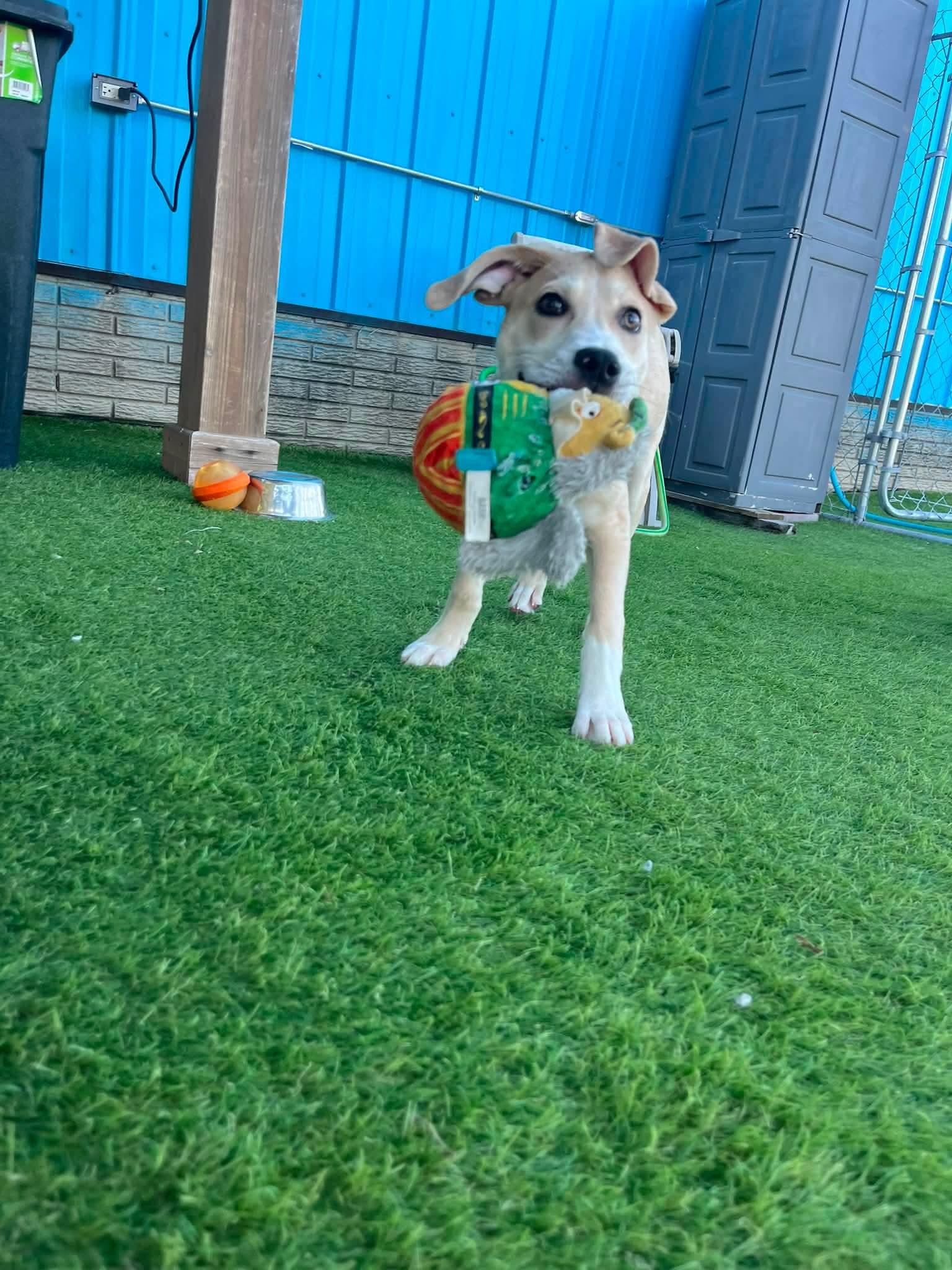 Chopper, a Adoptable mixed breed in Cedar Rapids, IA image 4/6