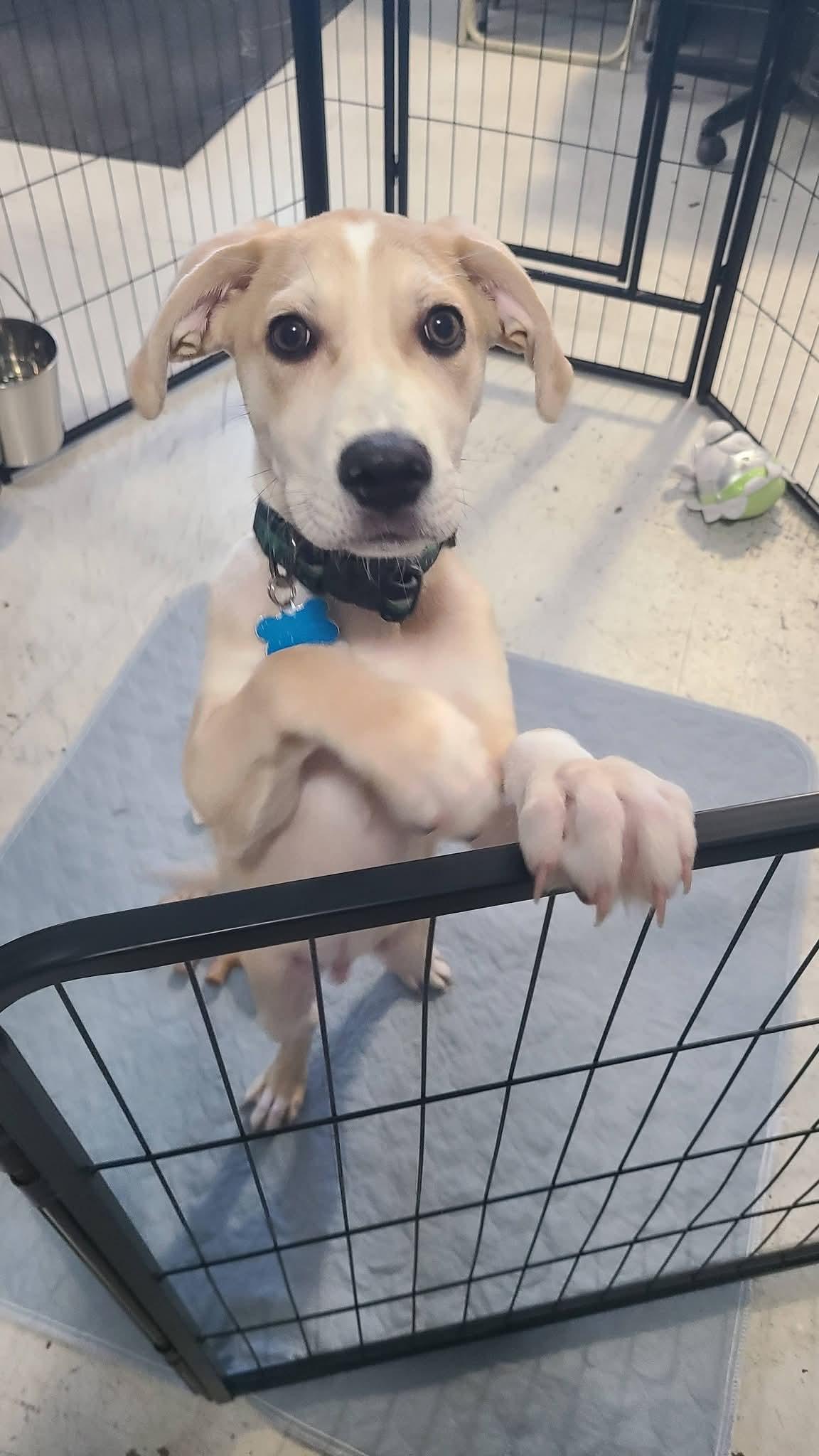Chopper, a Adoptable mixed breed in Cedar Rapids, IA image 5/6