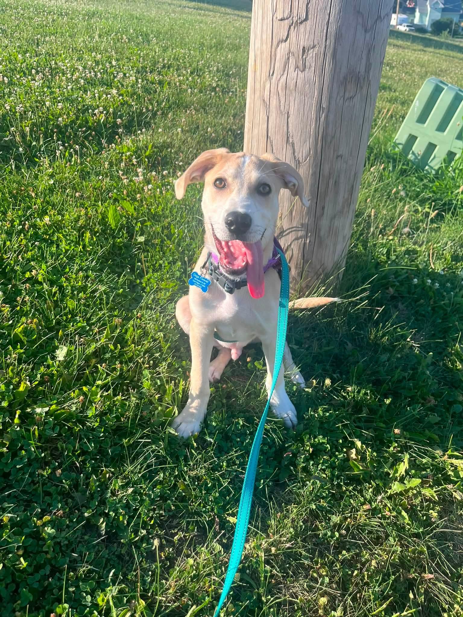 Chopper, a Adoptable mixed breed in Cedar Rapids, IA image 2/6